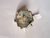 ANILLO EN ALPACA EXAGONAL ESFERITAS HALIOTIS - comprar online
