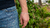 PULSEIRA GROUMET 2.3MM - comprar online