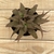 CRYPTHANTUS ACAULIS