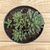 SINOCRASSULA DESINROSULATA