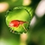 Lente macro 75mm aumento 10x universal para celular - Semfiotech