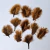 Plumas manteca x 10 unid - comprar online