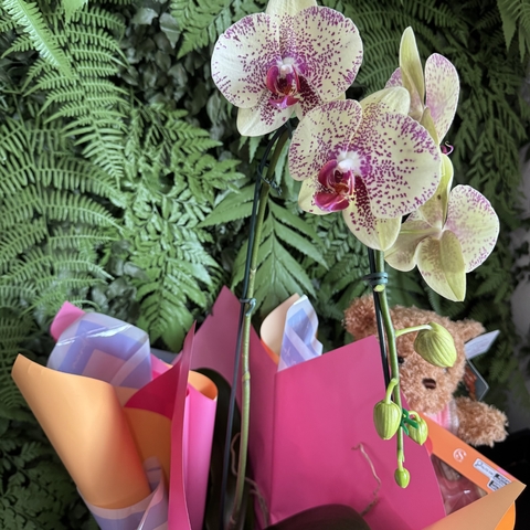 Cesta com Orquídea urso e chocolate