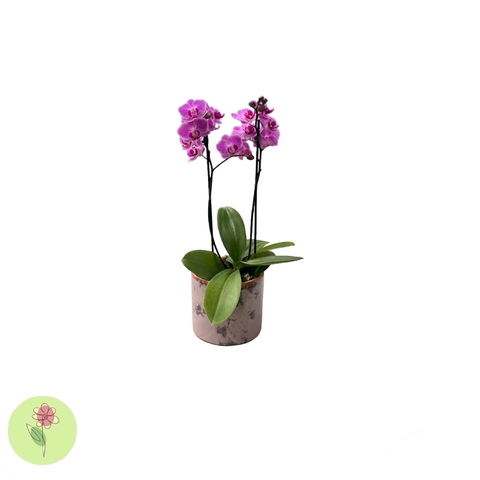 Mini Orquidea Rosa Cachepô de Cerâmica