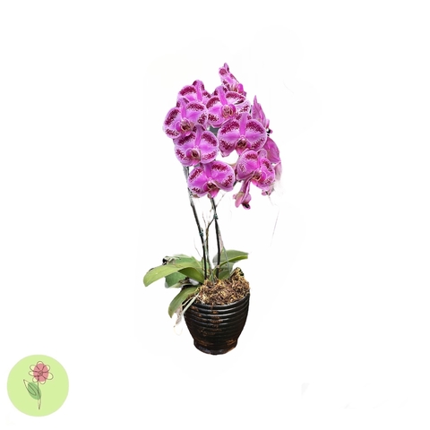 Orquídea Cascata Com 2 Astes