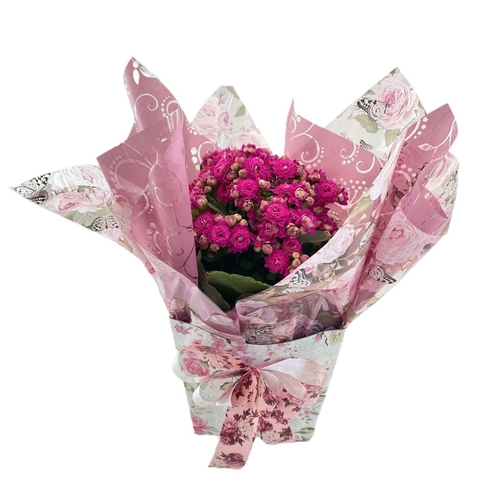 Kalanchoe Grande