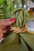 Kit Trancoso 2 Lugares - comprar online
