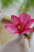 Kit Ana - 2 Lugares Impermeável Rosa e Branco - loja online