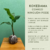 Kokedama Comigo-Ninguém-Pode