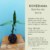 Kokedama Bambu da Sorte