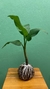 Kokedama Comigo-Ninguém-Pode - comprar online