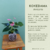 Kokedama Antúrio Rosa