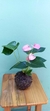 Kokedama Antúrio Rosa - comprar online