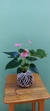 Kokedama Antúrio Rosa na internet