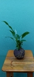 Kokedama Lírio da Paz na internet