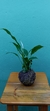 Kokedama Lírio da Paz - comprar online