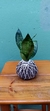 Kokedama Mini Espada de São Jorge - comprar online