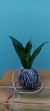 Kokedama Mini Espada de São Jorge na internet