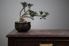 PLANTA: Euphorbia Capsaintmaire - buy online