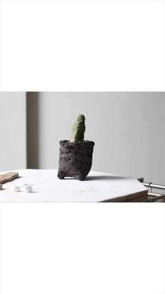 PLANTA: xPseudolithos migiurtinus - comprar online