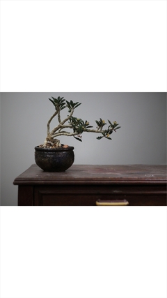 PLANTA: Euphorbia Capsaintmaire