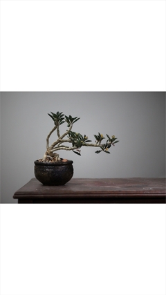 PLANTA: Euphorbia Capsaintmaire - CATARINA AMORA