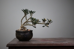 PLANTA: Euphorbia Capsaintmaire on internet