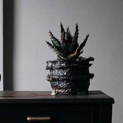PLANTA: Aloe marlothii on internet