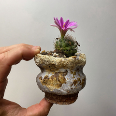 PLANTA: Mammillaria