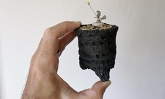 POT: CAT230 on internet