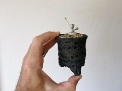 PLANTA: Othonna intermedia - buy online