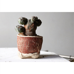 PLANTA: xEuphorbia obesa