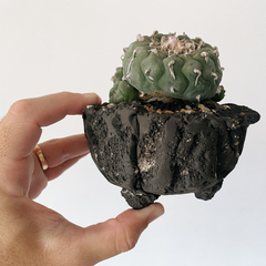 PLANTA: Lophophora williansi