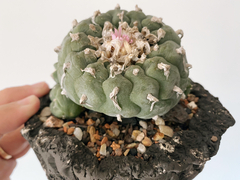 PLANTA: Lophophora williansi - buy online