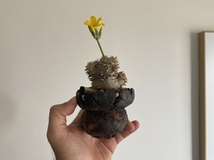PLANTA: Pachypodium brevidensum - CATARINA AMORA