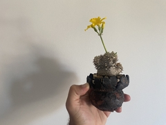 PLANTA: Pachypodium brevidensum