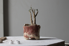 PLANTA: Othonna triplinervia na internet
