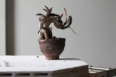 PLANTA: Euphorbia francoisii
