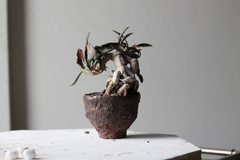 PLANTA: Euphorbia francoisii - buy online