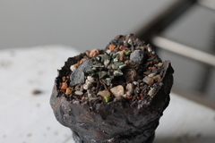 PLANTA: Ariocarpus kotschoubeyanus v. sladkovskyi - comprar online