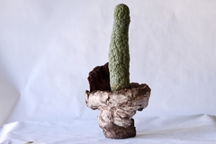 PLANTA: Trichocaulon cactiformis