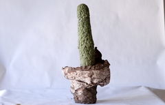 PLANTA: Trichocaulon cactiformis - online store