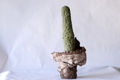 PLANTA: Trichocaulon cactiformis
