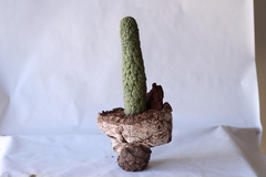 PLANTA: Trichocaulon cactiformis - buy online