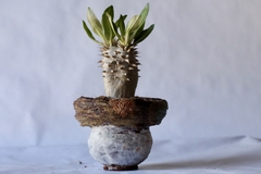 PLANTA: Pachypodium densiflorum - comprar online