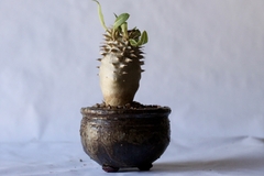 PLANTA: Pachypodium densiflorum - CATARINA AMORA