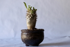 PLANTA: Pachypodium densiflorum - comprar online