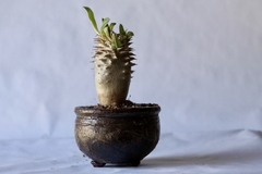PLANTA: Pachypodium densiflorum
