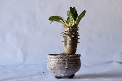 Imagem do PLANTA: Pachypodium densiflorum
