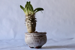 PLANTA: Pachypodium densiflorum - comprar online